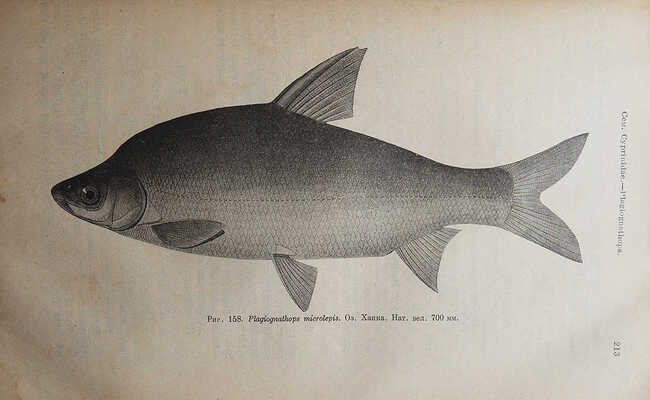 Берг Л.С. Рыбы пресных вод Российской империи / Департамент земледелия. М.: Типография товарищества Рябушинских, 1916.